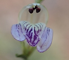 Monechma spartioides