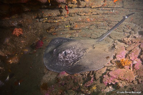Blotched Fantail Ray, photo 2 of 10