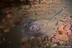Black-Blotched Stingray photo 2