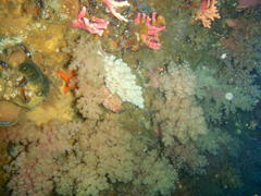 Eunephthya thyrsoidea