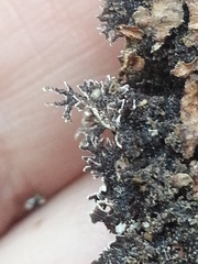Hypogymnia lophyrea