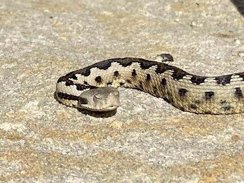 Avistamiento Víbora hocicuda