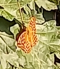 Argynnis paphia