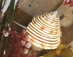 Calliostoma canaliculatum
