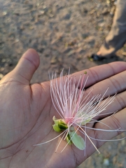 Capparis tomentosa