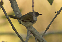Sericornis frontalis laevigaster