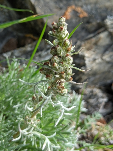 Artemisia furcata M.Bieb.