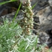 Three-fork Wormwood - Photo (c) frankiecoburn, some rights reserved (CC BY-NC), uploaded by frankiecoburn