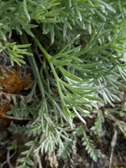 Artemisia furcata