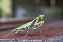 Hierodula pistillinota