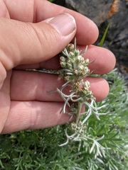Artemisia furcata