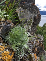 Artemisia furcata