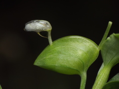 Commelina forskaolii