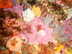 Eunephthya thyrsoidea