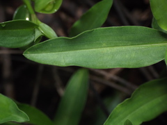 Commelina forskaolii