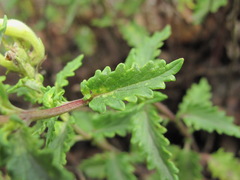 Scutellaria caucasica