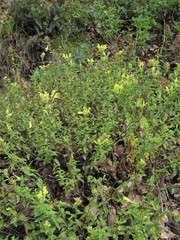Scutellaria caucasica