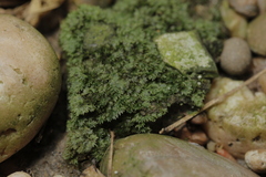 Fissidens subbryoides