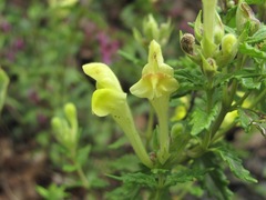 Scutellaria caucasica