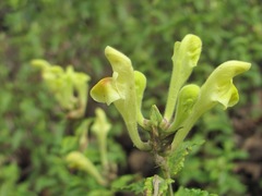 Scutellaria caucasica