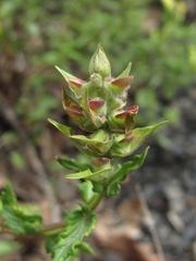 Scutellaria caucasica