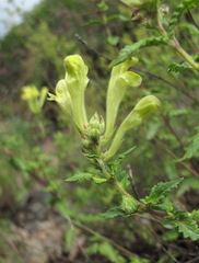 Scutellaria caucasica