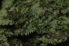 Fissidens subbryoides