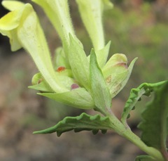Scutellaria caucasica