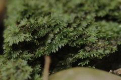 Fissidens subbryoides