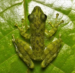 Staurois guttatus