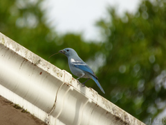 Thraupis episcopus coelestis