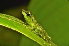 Staurois guttatus