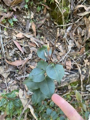 Backhousia myrtifolia