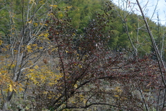 Cornus officinalis