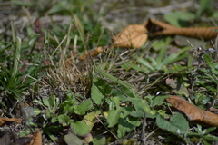 Acrida cinerea