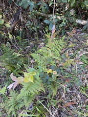 Backhousia myrtifolia