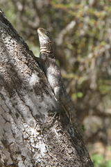Oplurus cyclurus