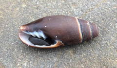 Atrimitra idae