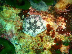 Parvulastra dyscrita