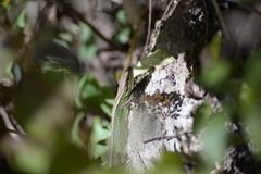 Takydromus septentrionalis