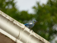 Thraupis episcopus coelestis