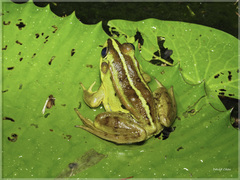Pelophylax fukienensis