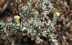 Helichrysum rosum