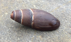 Atrimitra idae