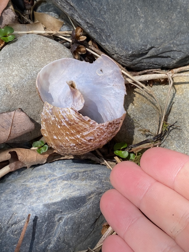 Giant Panda Snail from Wild Cattle Creek State Forest, Wild Cattle