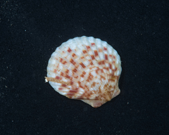 Aequipectinini