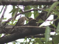 Haemorhous mexicanus
