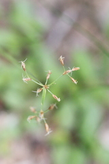 Fimbristylis complanata