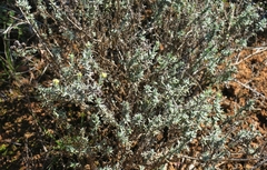 Helichrysum rosum