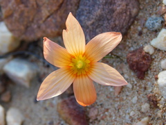 Romulea jugicola